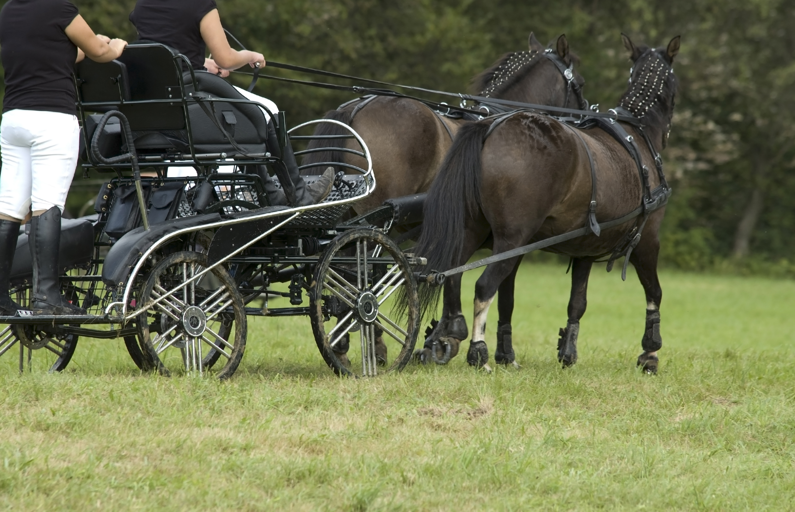 Paard en koets
