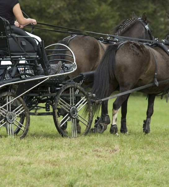 Paard en koets
